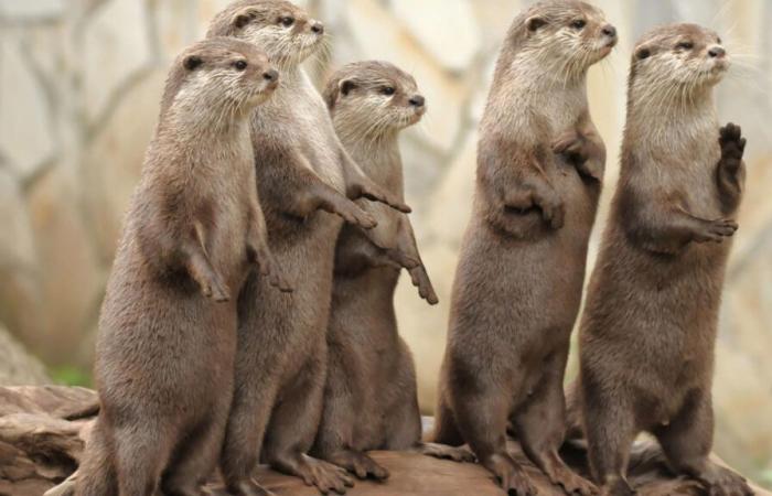 Otters
      attack
      jogger
      in
      Sabah
      park