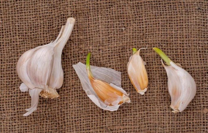 Do
      you
      really
      need
      to
      remove
      the
      germ
      from
      garlic?