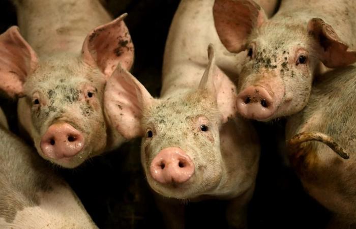 Investigation
      opened
      against
      a
      pig
      farm
      in
      Côtes
      d’Armor