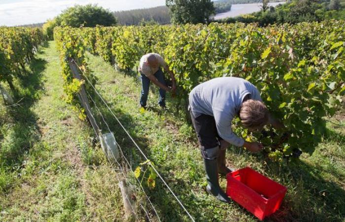 Shuttles
      made
      available
      to
      RSA
      beneficiaries
      for
      the
      grape
      harvest