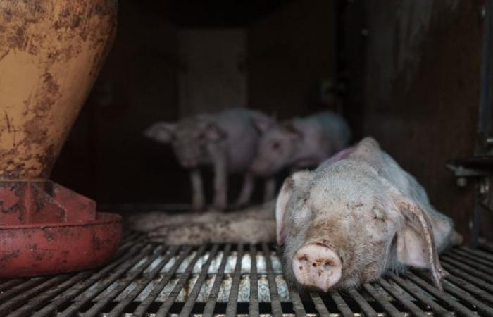 A
      Leclerc
      pig
      farm
      pinned
      by
      the
      L214
      association