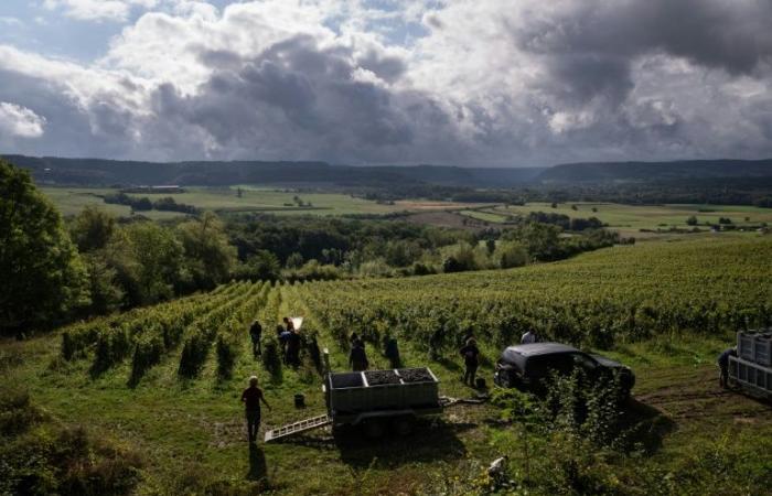 a
      year
      to
      forget
      in
      the
      Jura
      vineyards