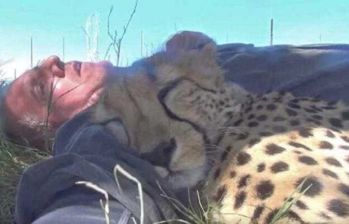 Wildlife
      Photographer
      Wakes
      Up
      From
      Nap
      Under
      Tree
      With
      Cheetah
      Sleeping
      Against
      Him