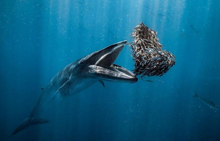 Ocean
      Photographer
      of
      the
      Year
      2024:
      the
      winning
      photos
      revealed