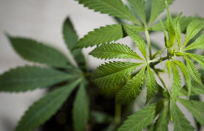 German
      conservatives
      threaten
      to
      reverse
      cannabis
      legalization
      due
      to
      licensing
      uncertainty