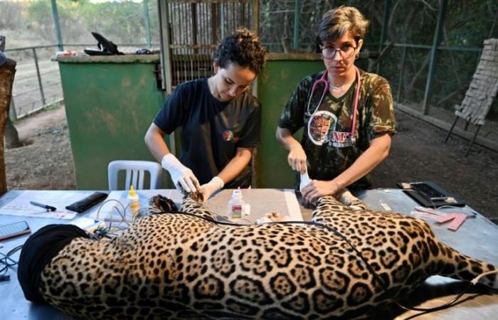 Pantanal
      jaguars
      threatened
      by
      fires