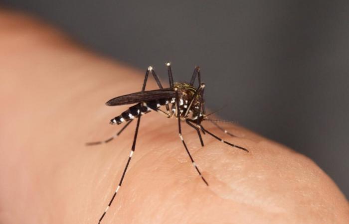 Authorities
      have
      been
      able
      to
      estimate
      how
      long
      it
      will
      take
      for
      France
      to
      experience
      an
      epidemic
      caused
      by
      the
      tiger
      mosquito.