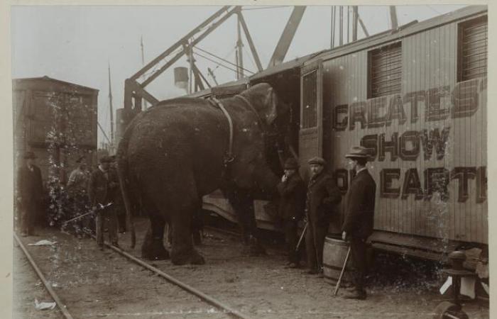 itinerary
      of
      a
      pachyderm
      traveling
      in
      spite
      of
      itself