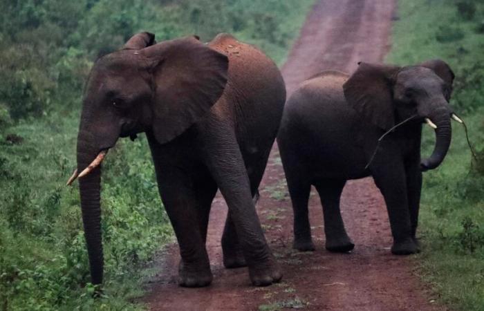 Zimbabwe
      to
      Kill
      200
      Elephants