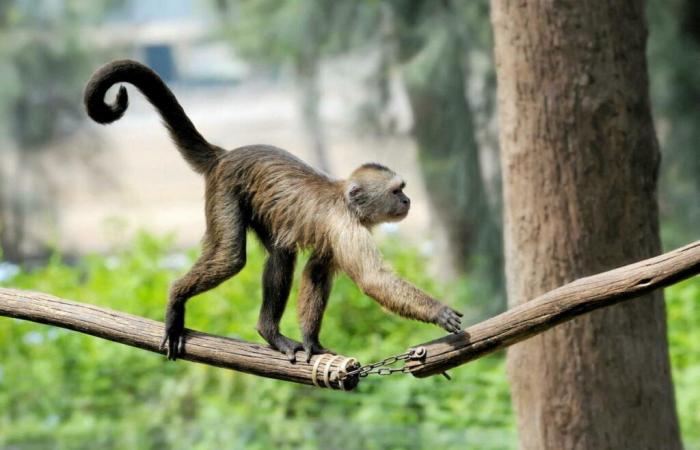 Why
      don’t
      humans
      have
      tails
      anymore?