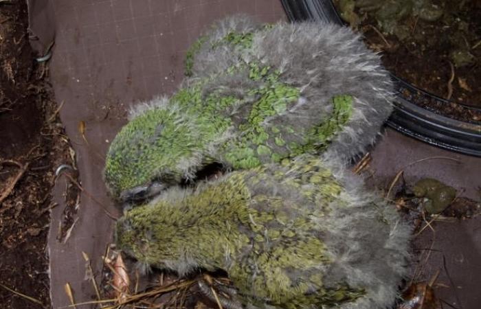 Between
      green
      and
      olive,
      the
      color
      of
      the
      kakapo
      parrot
      balances