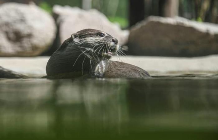 Mother
      saves
      child
      carried
      into
      water
      by
      otter