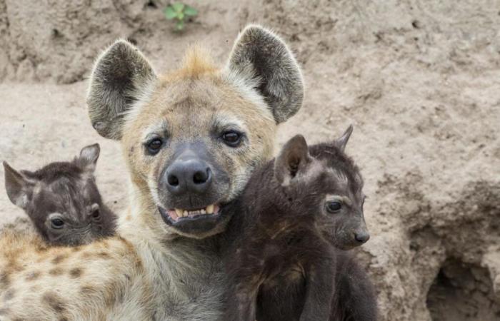 Bitch,
      the
      power
      of
      females
      in
      the
      animal
      world