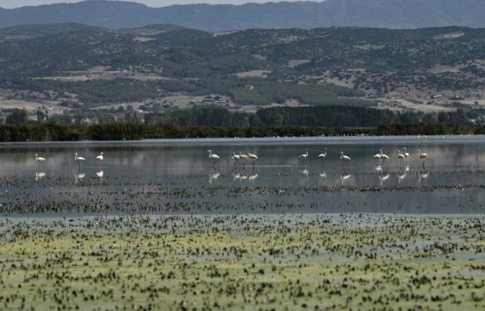 In
      northern
      Greece,
      the
      stench
      and
      concern
      around
      dried-up
      lakes