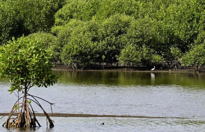 In
      Mozambique,
      a
      vast
      mangrove
      restoration
      project
      validated