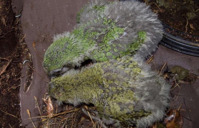 Between
      green
      and
      olive,
      the
      color
      of
      the
      kakapo
      parrot
      balances