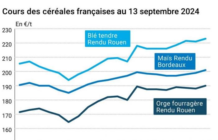 Daily | Cereals – Rising tensions in the Black Sea region drive up prices of wheat and corn