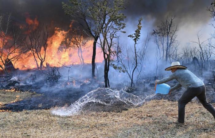 Brasilia
      National
      Park
      ravaged
      by
      flames