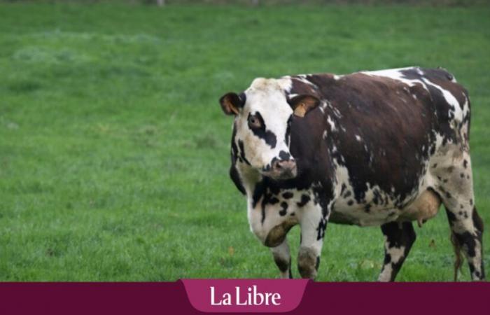 Climate: France seeks to resolve the “paradox of the grazing cow”