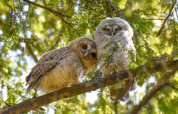 Discover the first photos of the Wildlife Photographer of the Year 2024 competition, while waiting for the exhibition at the Bourges museum