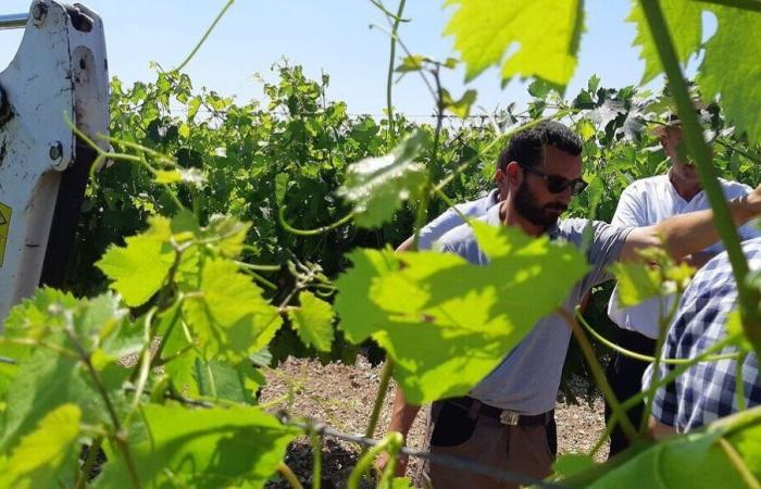 Cognac winegrowers are demonstrating this Tuesday in Charente