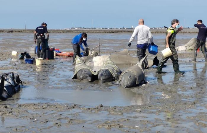 IN PICTURES. Rescue operation of 17 dolphins stranded on the island of Ré