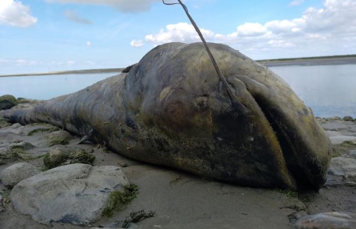 “It is very rare to see them, especially by the sea”