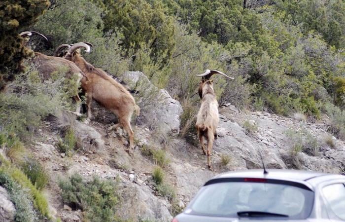 Slaughter of wandering goats and bucks in the Corbières: a Montpellier elected official from the Animal Party asks the prefect of Aude to spare the animals