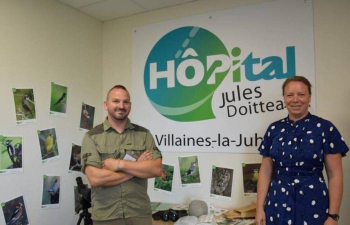 In Villaines-la-Juhel, the Jules-Doitteau hospital becomes a refuge for birds