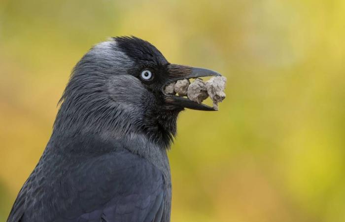 Discover the first photos of the Wildlife Photographer of the Year 2024 competition, while waiting for the exhibition at the Bourges museum