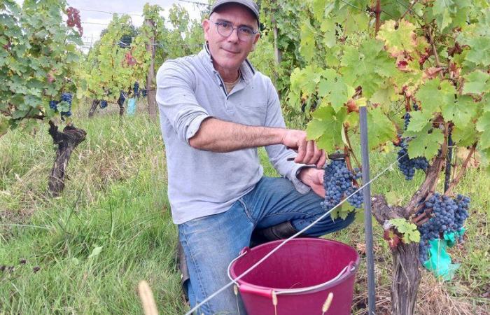 Thierry Calbo revives the winegrowers’ festival in Albret on Friday