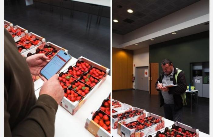 Focus on everbearing strawberry plants at Coöperatie Hoogstraten