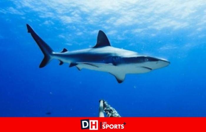 Drama in Spain: shark attacks tourist off Canary Islands