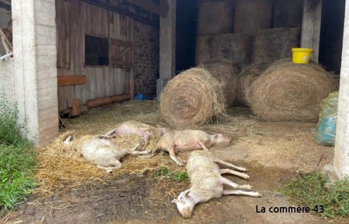 Bluetongue: massacre and concerns in Haute-Loire