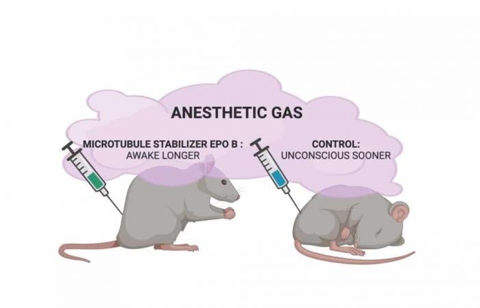 Quantum Nature of Consciousness Confirmed by Anesthesia Study