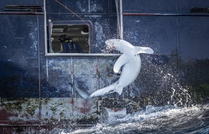 Discover the first photos of the Wildlife Photographer of the Year 2024 competition, while waiting for the exhibition at the Bourges museum