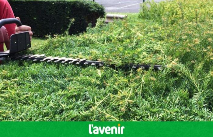 Have you trimmed your hedge? Eupen police reminds us of the importance of this obligation: “not properly trimmed can be dangerous”