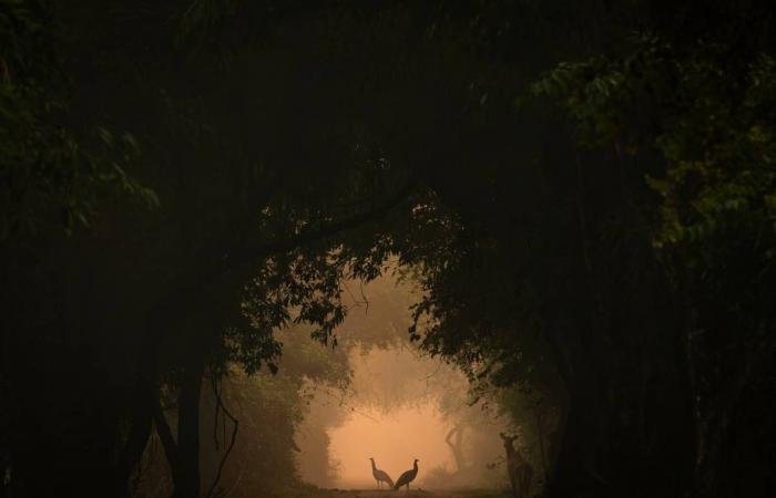 Discover the first photos of the Wildlife Photographer of the Year 2024 competition, while waiting for the exhibition at the Bourges museum