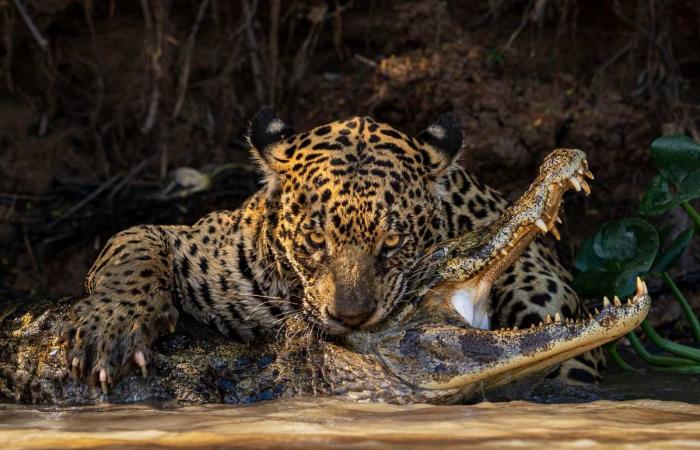 Discover the first photos of the Wildlife Photographer of the Year 2024 competition, while waiting for the exhibition at the Bourges museum