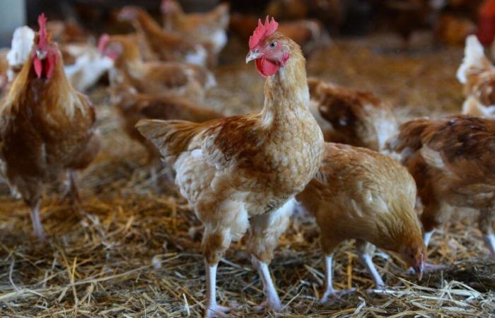 Reinforced measures to protect poultry from bird flu in Vendée