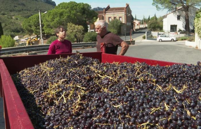 hail, drought, historically low volumes in Roussillon for a harvest that promises to be catastrophic