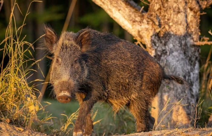 African swine fever: the Ministry of Agriculture raises the level of surveillance in Moselle and Bas-Rhin