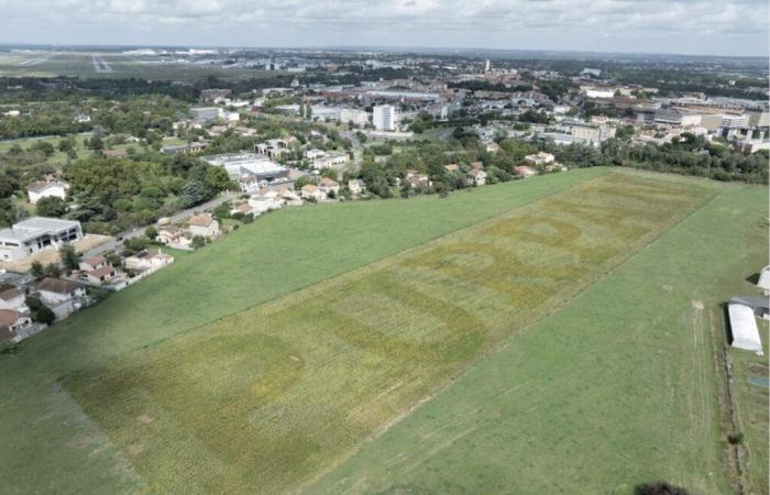 Toulouse. Why a giant Purpan logo was drawn on this lawn