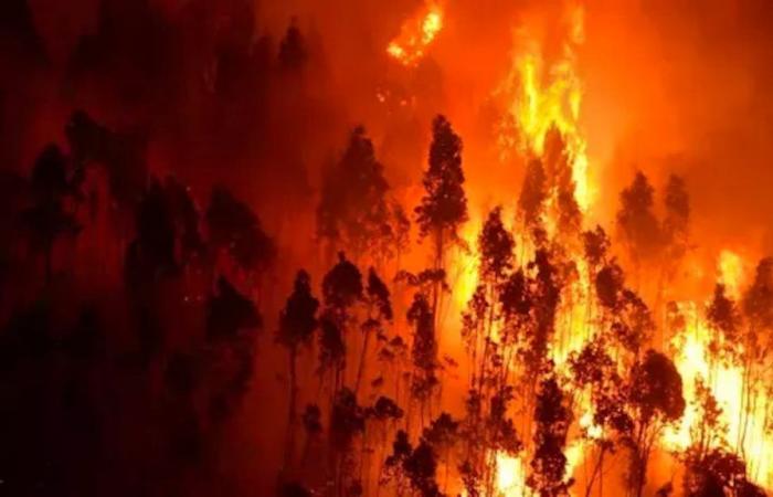 Fires in Portugal: 3,700 firefighters face deadly forest fires