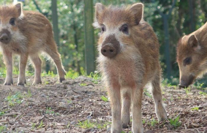 African swine fever: increased surveillance in Moselle and Bas-Rhin