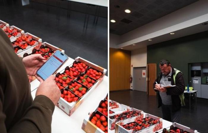 Focus on everbearing strawberry plants at Coöperatie Hoogstraten