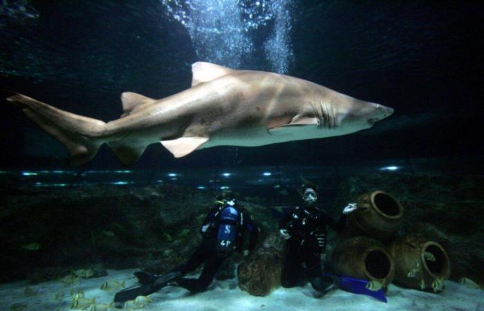 German tourist dies after shark attack off Canary Islands while sailing on catamaran