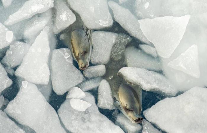 Discover the first photos of the Wildlife Photographer of the Year 2024 competition, while waiting for the exhibition at the Bourges museum