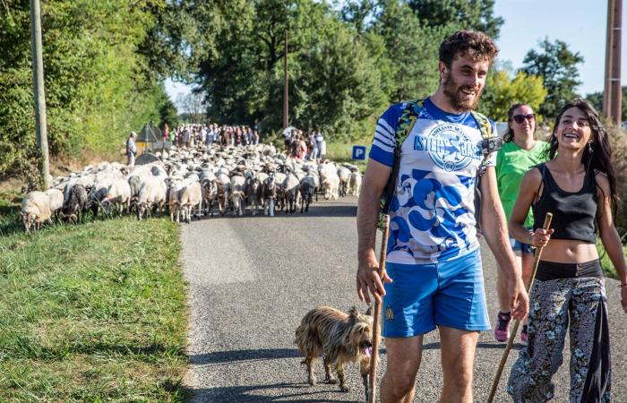 The Iriberri herd in transhumance arrives on September 18 in Gers