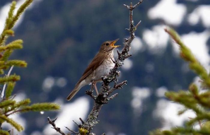 A craze for new protected areas in Gaspésie